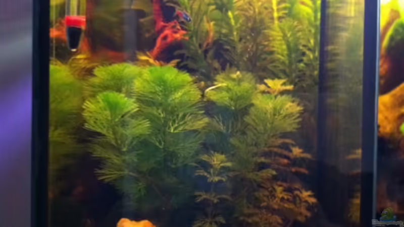 Links von GenesisEpoche (7)