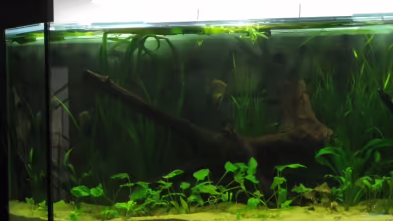 links von Gerrit Buck (3)