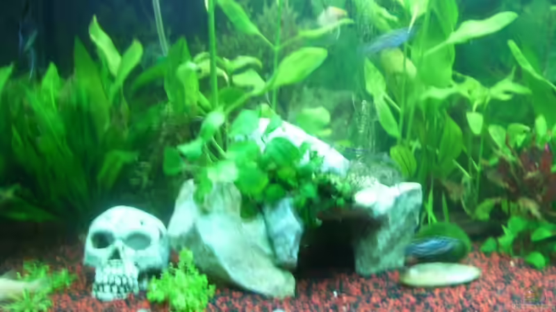 links von Kerstin Fahn (6)