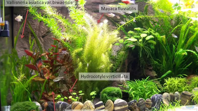 links von KidVicious (3)