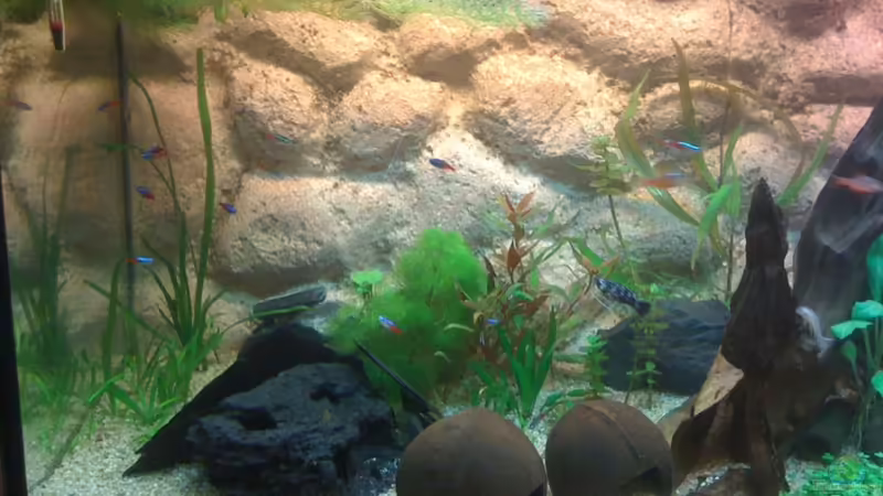 links von Kuebiwhv (2)