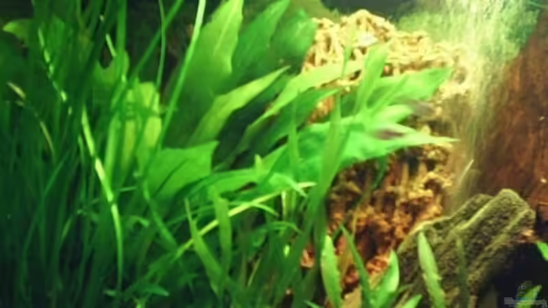 Links von Laila2007 (2)