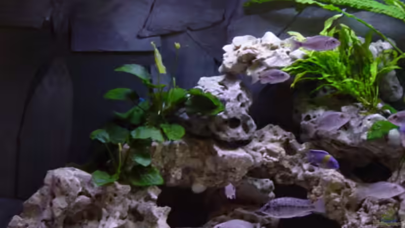 Links von Limited (9)