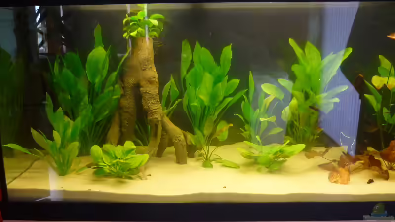 links von Mario Coordes (2)