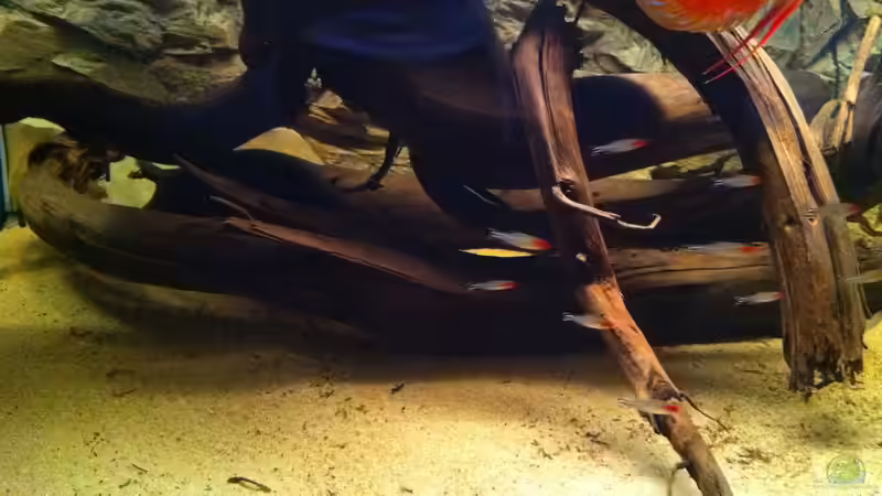 links von matthiasm (11)