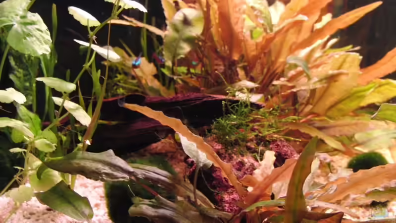 links von Microsash (2)