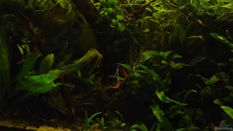 Links von Nico Nowotny (2)