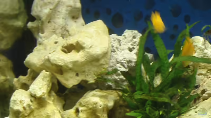 links von Ronny Richter (5)