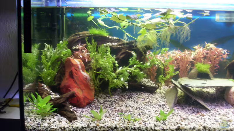 links von Stefano83 (4)