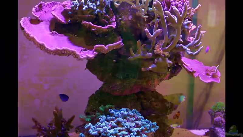 links von The_Lizardking (9)