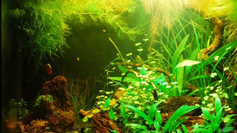 links von TimTamTellerlein (3)