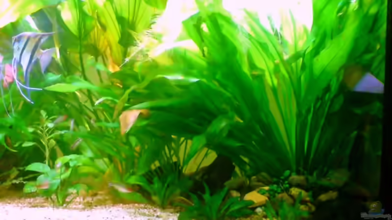 links von Tom Prpic (4)