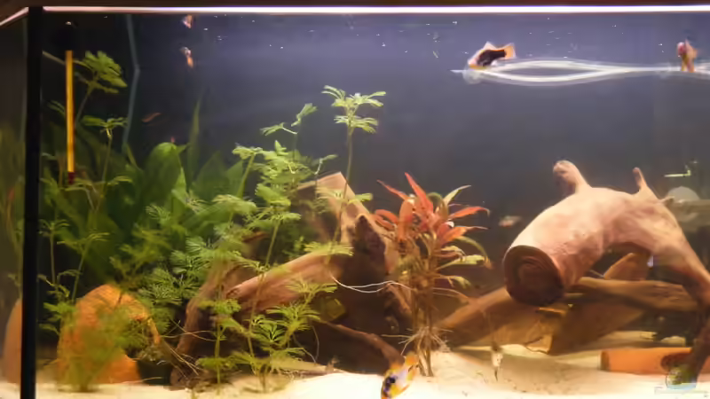 Links von Tommy&Hanny (3)