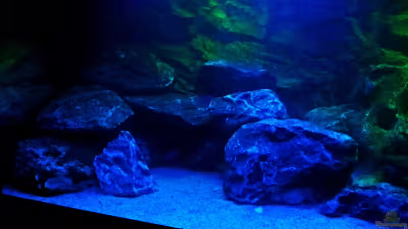 links von Wensday (3)