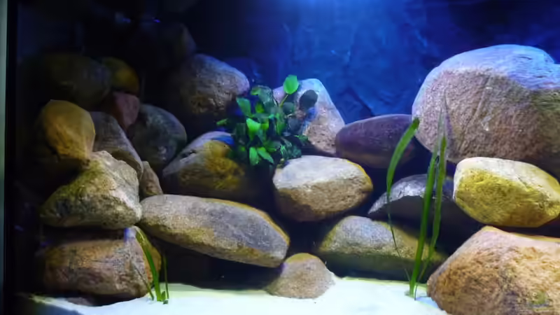 links von Yellow Man (9)