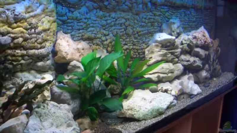 Linkssicht von Jürgen Kopp (2)