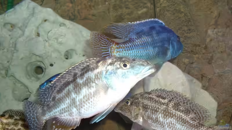 Linni Mädchen von Nimbo (10)