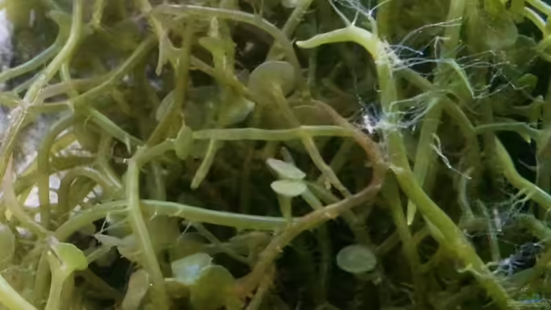 Linsen Gaulerpa von Andreas Fleischer (4)