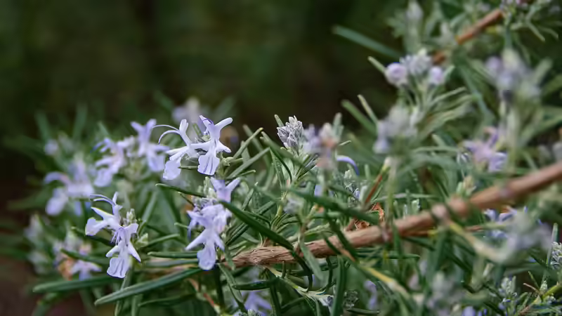 Lippenblütler - Vielfalt und Schönheit für Garten und Natur