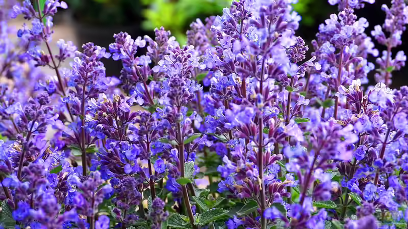 Lippenblütler - Vielfalt und Schönheit für Garten und Natur