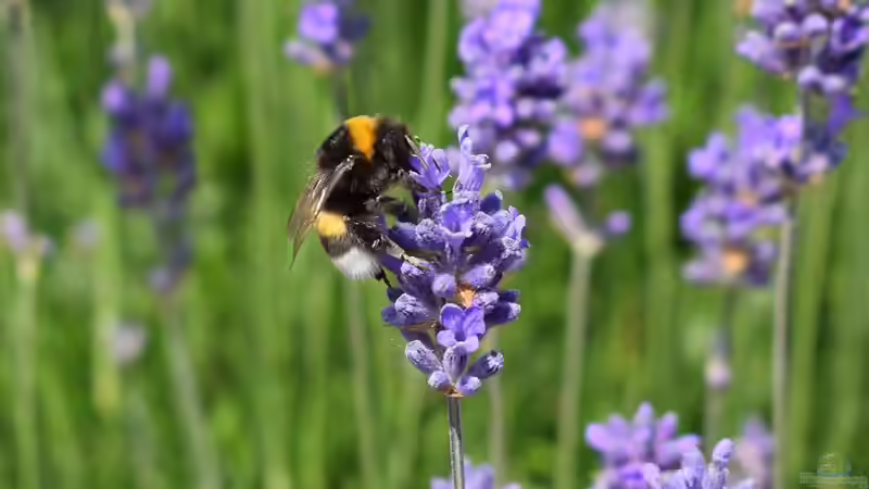 Lippenblütler - Vielfalt und Schönheit für Garten und Natur