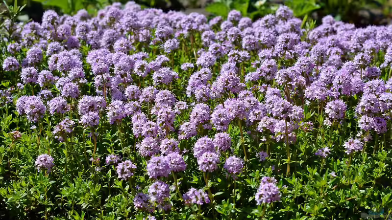 Lippenblütler - Vielfalt und Schönheit für Garten und Natur