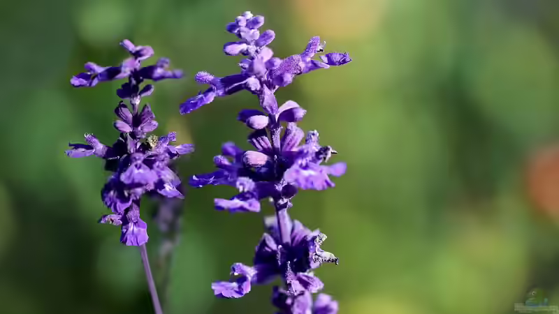Lippenblütler - Vielfalt und Schönheit für Garten und Natur