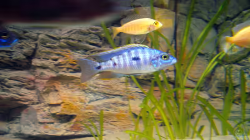 lithobates m von pennywise (21)