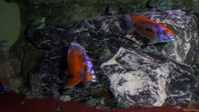 lithobates mit marmelde cat von Frank Hopp (70)