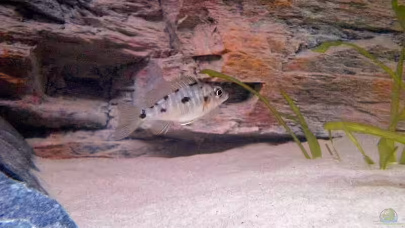 lithobates w von pennywise (27)