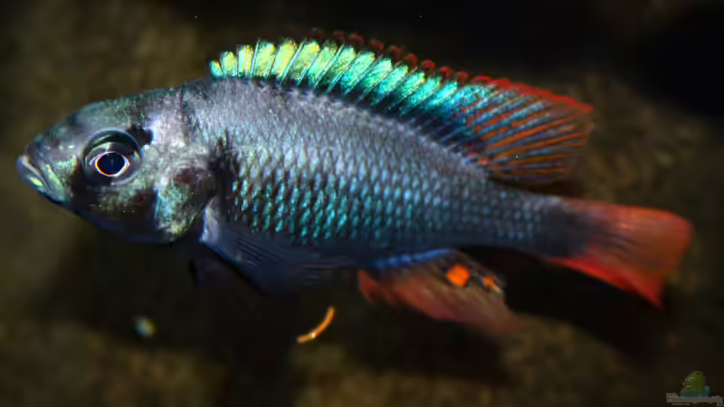 Lithochromis rubripinnis ´Luanso´ schönes Männchen von tonisafricancichlids (15)