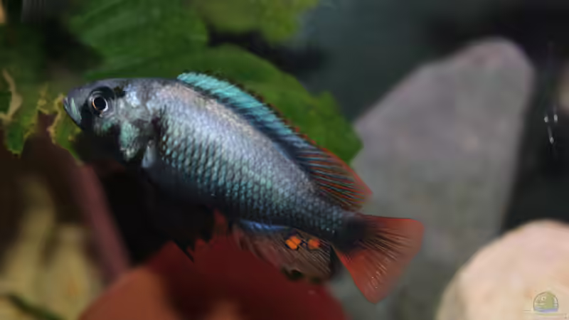 Lithochromis rubripinnis ´Luanso´ von tonisafricancichlids (11)