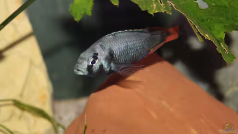 Lithochromis rubripinnis ´Luanso´ von tonisafricancichlids (17)