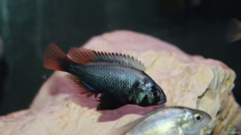 Lithochromis rubripinnis ´Luanso´ von tonisafricancichlids (23)