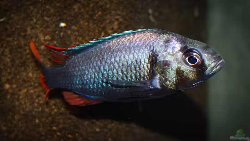 Lithochromis rubripinnis ´Luanso´ von tonisafricancichlids (9)