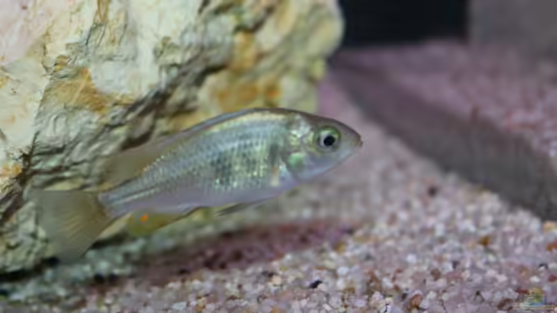 Lithochromis rubripinnis ´Luanso´ Weibchen von tonisafricancichlids (13)