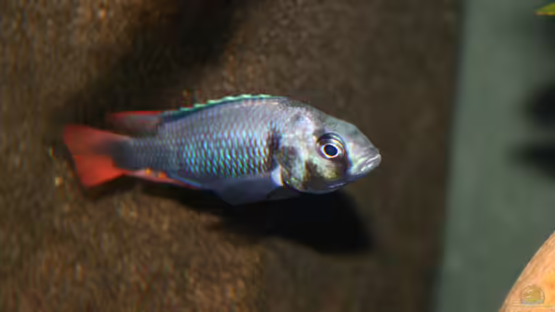 Lithochromis rubripinnis im Aquarium (Einrichtungsbeispiele für Lithochromis rubripinnis)