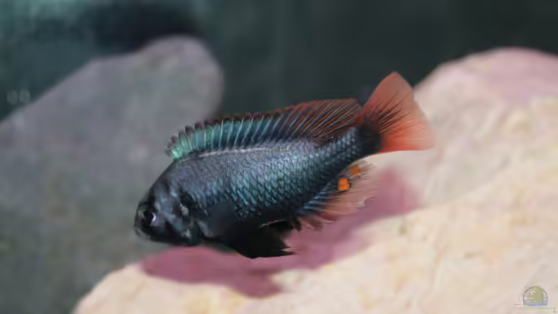 Lithochromis rubripinnis im Aquarium (Einrichtungsbeispiele für Lithochromis rubripinnis)