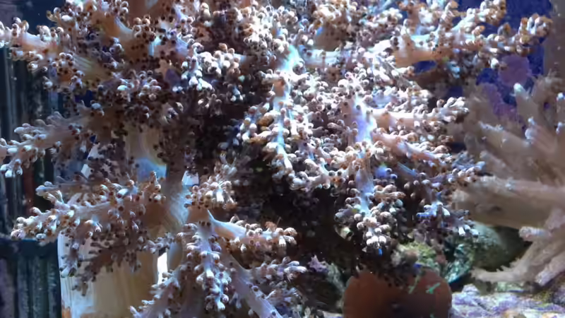 Litophyton sp. Weichkoralle von reefaddict (13)