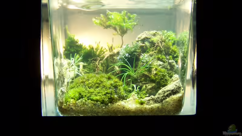 Little Big Tree von Fredo Fuss (1)