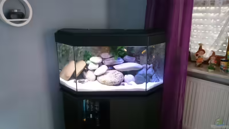 Little malawi  von Lake Malawi (1)