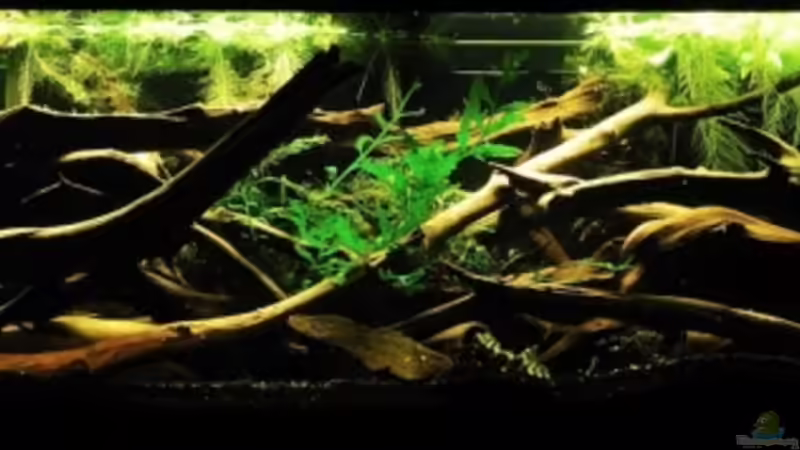 Little Pleco Stream
