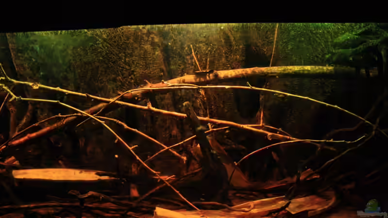 Little Rio Negro, März 2013 von Bämbel (11)