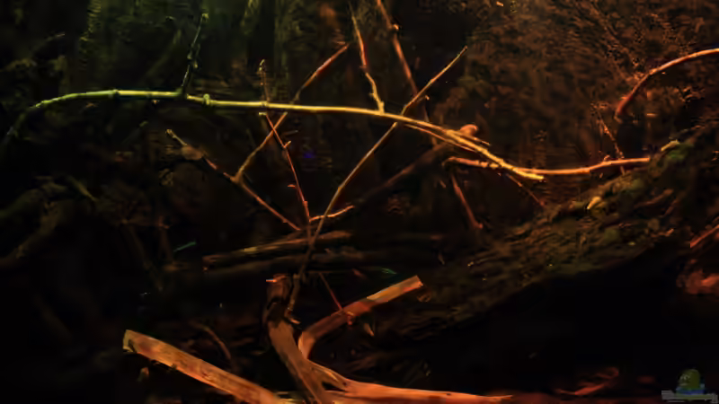 Little Rio Negro, März 2013 von Bämbel (12)