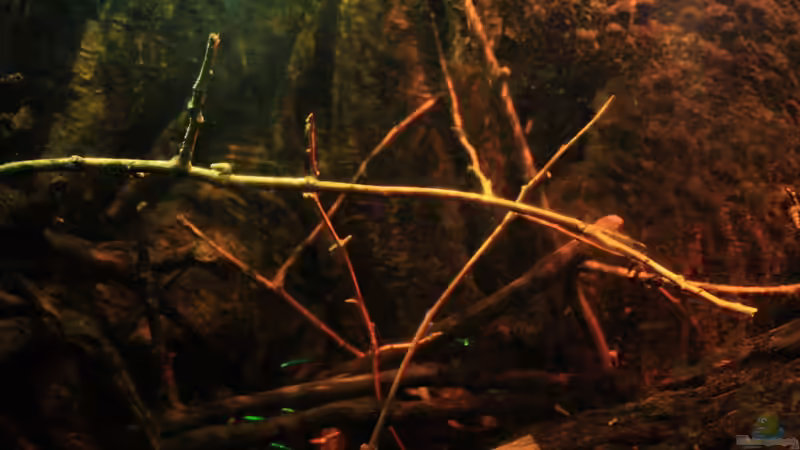 Little Rio Negro, März 2013 von Bämbel (15)