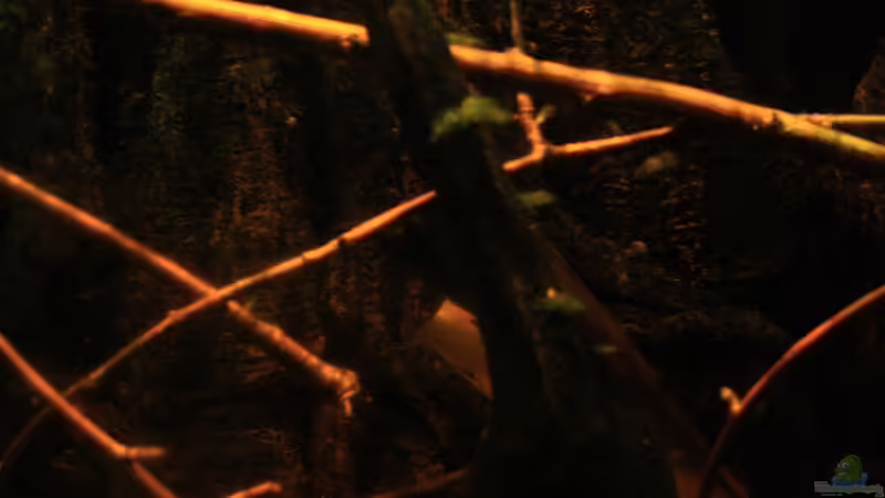 Little Rio Negro, März 2013 von Bämbel (16)