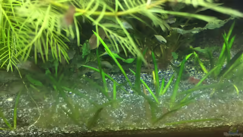 Littorella uniflora von Danny (9)