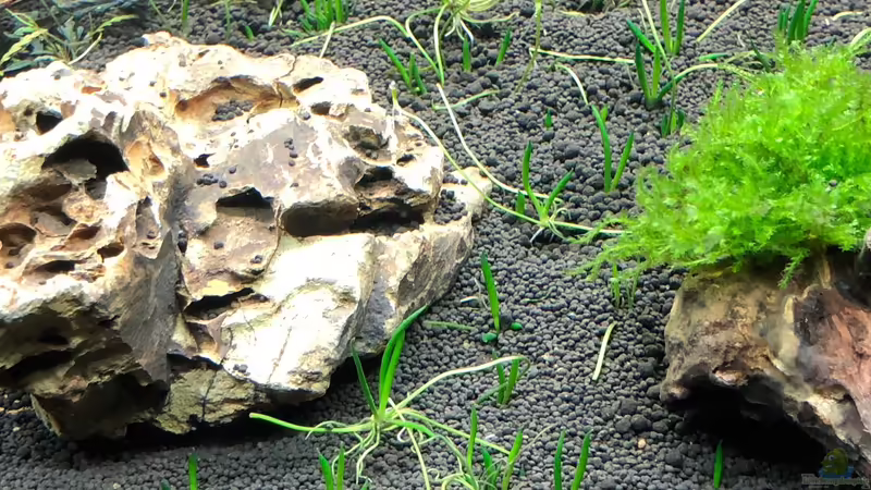 Littorella uniforma von Sergio Bandeiras (8)