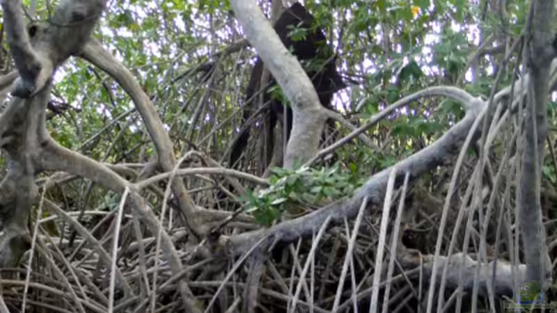 Live aus den Biotopen--- der Black River auf Jamaika