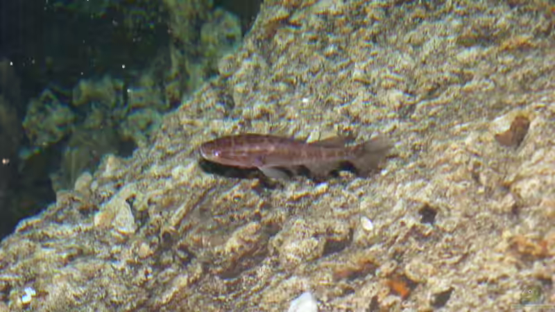 Live aus den Biotopen--- Jamaika